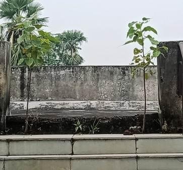 See the wonders on the stairs of Nagarnausa block zone building the Peepal tree trembled without planting 2