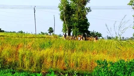 बेनः अफीम की खेती का SHO ने लिया जायजा, CO के नेतृत्व में होगा नष्ट 1 बेनः अफीम की खेती का SHO ने लिया जायजा CO के नेतृत्व होगा नष्ट