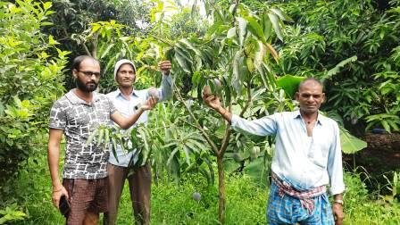 You will be surprised to hear the price of this mango in Nalanda Miyazaki mangoes flourished in the garden of a farmer in Chandi curiosity among people 1