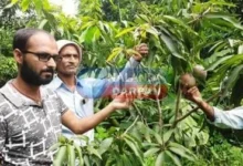 mango in Nalanda Miyazaki mangoes farmer in Chandi