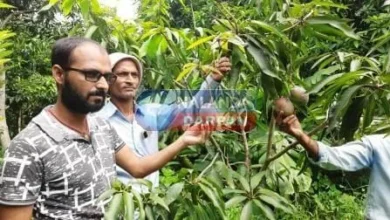 mango in Nalanda Miyazaki mangoes farmer in Chandi