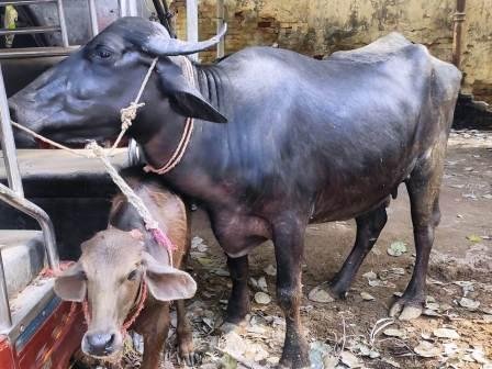 Laheri police station recovered 2 stolen buffaloes 2 arrested