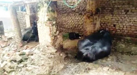 नालंदा के कई गांवों में जंगली जानवरों के झुंड का आतंक जारी, गाय के बछड़े को नोंच खाया 1 Herds of wild animals continue to terrorize many villages of Nalanda tore and ate a cows calf