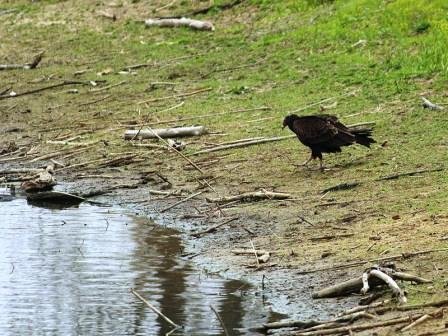 Vulture pond deprived of chirping of Mongolian and Russian migratory birds 3
