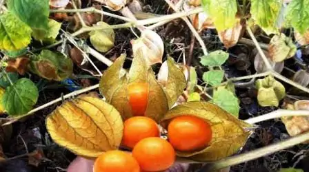 कई प्रदेशों में मशहूर हो रहा है नालंदा के इन गांवों का मकोय 1 मकोय