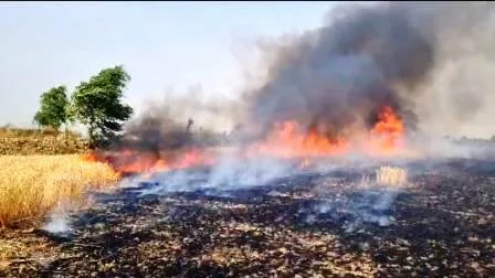बिजली की चिंगारी से 200 एकड़ में लगी गेहूँ की फसल राख 9 200 acres of wheat crop burnt to ashes due to lightning spark