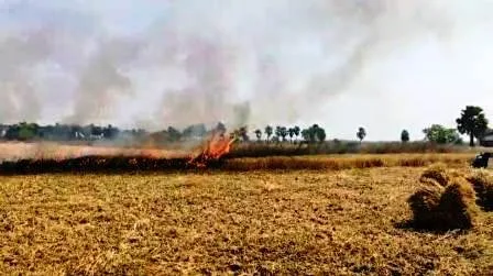 किसान को महंगा पड़ा पराली जलाना, भरना पड़ा 50 हजार जुर्माना 10 Burning stubble proved costly for the farmer he had to pay a fine of Rs 50000