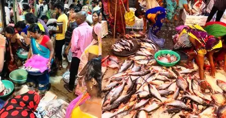 मछली मंडी को उठाकर बाजार समिति प्रांगण में फेंका 3 Fish market shifted to Bihar Sharif Market Committee premises