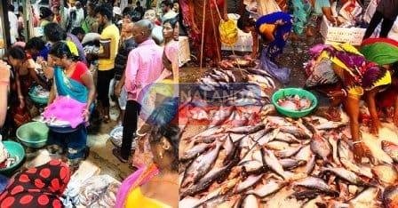 मछली मंडी को उठाकर बाजार समिति प्रांगण में फेंका 10 Fish market shifted to Bihar Sharif Market Committee premises