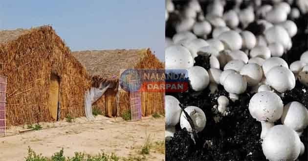 नालंदा जिला उद्यान विभाग बनाएगी मशरूम झोपड़ियां