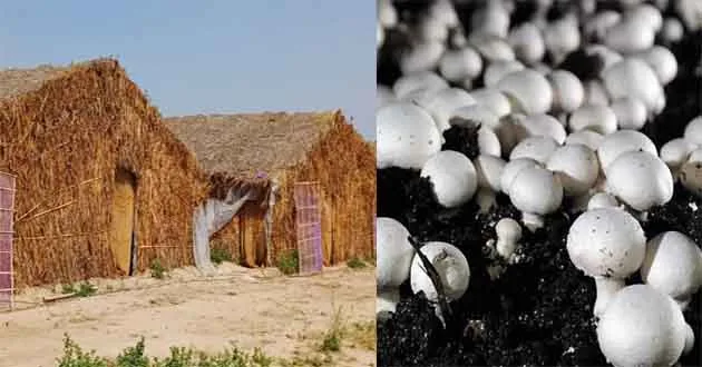 नालंदा जिला उद्यान विभाग बनाएगी मशरूम झोपड़ियां 1 Nalanda District Horticulture Department will build 12 mushroom huts 1