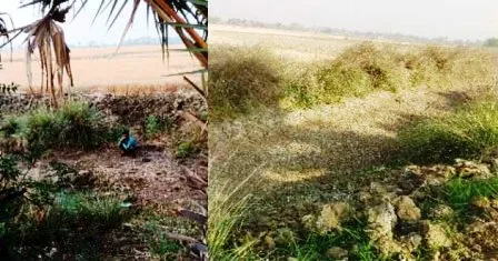 मंत्री के गांव में पंचायत समिति भी कम बड़ा चोर नहीं है ! 6 The Panchayat Committee in the ministers village is also no less a big thief