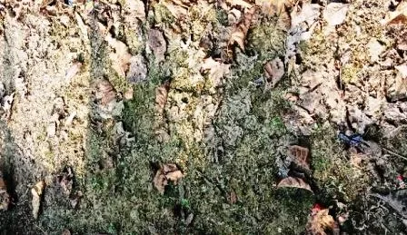 विकास योजनाओं की लूट में अव्वल है बेन का यह पंचायत 9 This panchayat of Ben is first in looting of development schemes