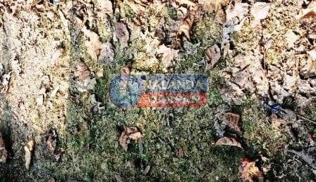 विकास योजनाओं की लूट में अव्वल है बेन का यह पंचायत