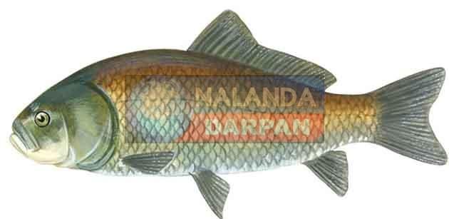 मछली उत्पादन के क्षेत्र में आत्मनिर्भर हुआ नालंदा