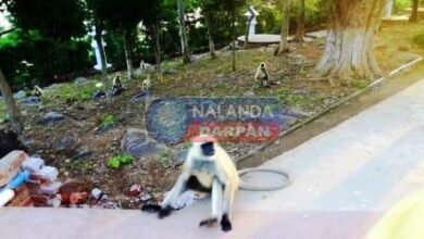 One langur who wandered in search of water and food died due to electrocution another got scorched