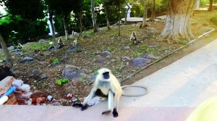 भोजन की तलाश में भटके एक लंगूर की करंट से मौत, दूसरा झुलसा 18 One langur who wandered in search of water and food died due to electrocution another got scorched