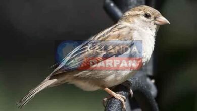 рдорд╛рдирд╡ рдЬреАрд╡рди рдХреЗ рд▓рд┐рдП рд╡рд░рджрд╛рди рдЧреМрд░реЗрдпрд╛ рдХреЛ рдмрдЪрд╛рдПрдВ 1 Reasons for extinction of sparrow bird and ways to save it