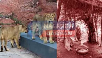 Heat wave causes fire in Wild Life Zoo Safari Rajgir, management busy in rescue