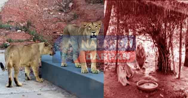 वाइल्ड लाइफ जू सफारी राजगीर में उष्ण लहर की आग, बचाव में जुटा प्रबंधन