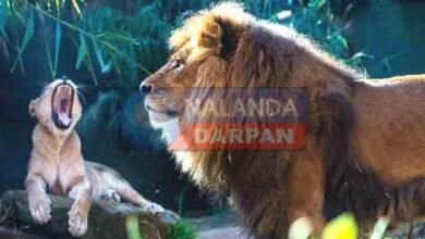 Special arrangements made for wildlife and tourists in Rajgir Zoo Safari