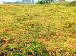 Cyclone Dana: Heavy damage to paddy and vegetable crops, farmers worried