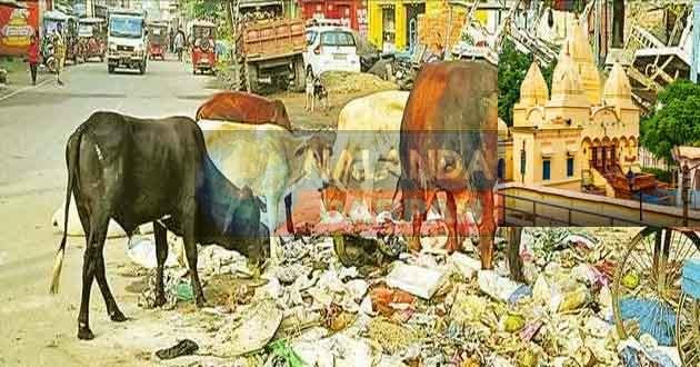अंतर्राष्ट्रीय पर्यटन नगर राजगीर में बिगड़ी सफाई अभियान की हालत 1 See the condition of cleanliness drive in the international tourist city Rajgir