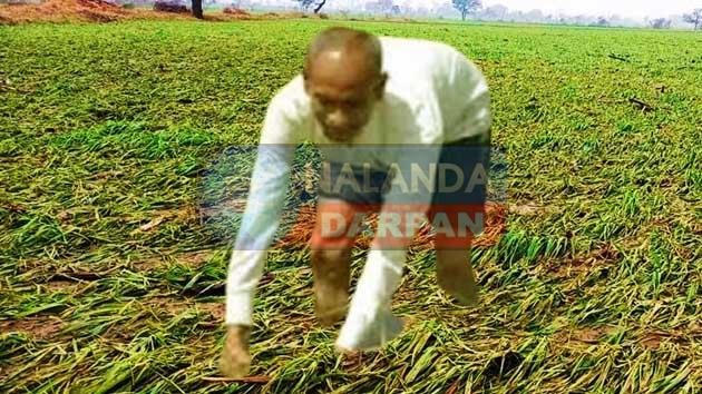 बाढ़ पीड़ित किसानों के बीच मुआवजा वितरण प्रक्रिया जोरों पर, लेकिन…