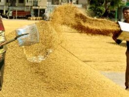 Farmers are troubled due to slow purchase of paddy during PACS elections