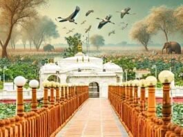 Pavapuri Padma Sarovar A wonderful confluence of migratory birds and spirituality