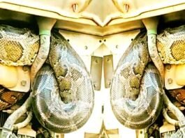 Amazing: Python became the topic of discussion after travelling 100 KM in a truck