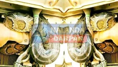Amazing: ट्रक से 100 KM यूं सफर कर पहुंचा अजगर बना चर्चा का विषय 6 Amazing: Python became the topic of discussion after travelling 100 KM in a truck