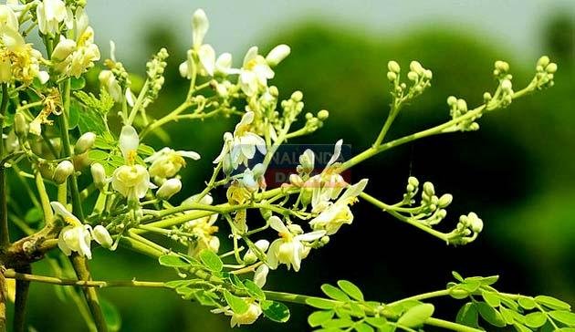 Natural Medicine: लीवर की तन्दुरुस्ती की रक्षा करता है सहजन के फूल 1 Natural Medicine Drumstick flowers protect the health of the liver