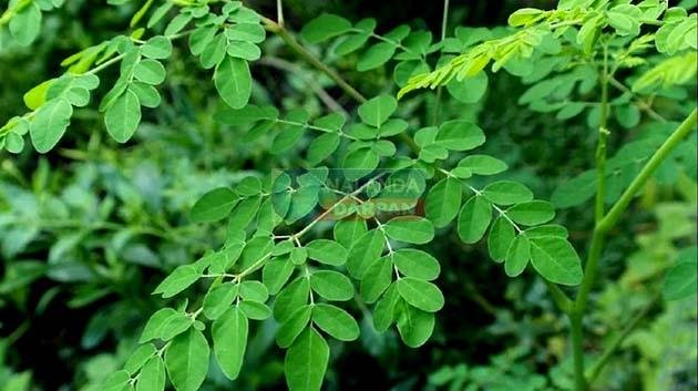 मानव हृदय के लिए अनमोल वरदान यह, जानें इसके गजब फायदे 1 This is a priceless boon for the human heart, know its amazing benefits