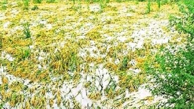 यूं बर्बादी का मंजर छोड़ गया लोकायन, संवेदनहीन बना प्रशासन 3 Lokayan left a scene of ruin like this, administration became insensitive