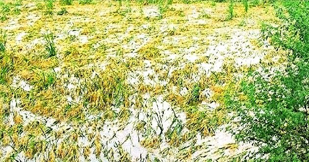 यूं बर्बादी का मंजर छोड़ गया लोकायन, संवेदनहीन बना प्रशासन 1 Lokayan left a scene of ruin like this, administration became insensitive