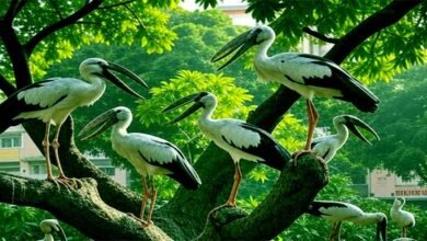 A unique view of nature: Bihar Sharif has become the home of open-beaked cranes