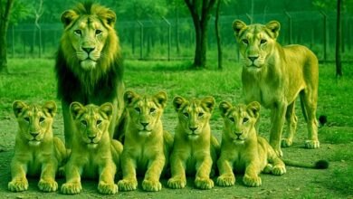 India's fourth lion breeding center will be built in Rajgir Zoo Safari