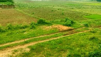 बेन में मानसून की बेरुखी से किसानों की मुश्किलें बढ़ीं 1 The indifference of monsoon in Ben has increased the problems of farmers