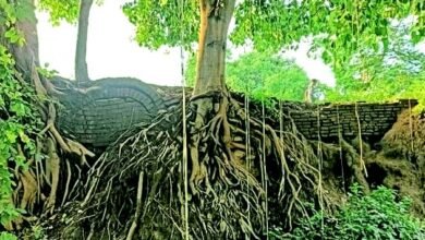 Heritage: अतिक्रमण की भेंट चढ़ रहा है नालंदा का यह ऐतिहासिक स्थल 7 This historical heritage site of Nalanda is falling prey to encroachment