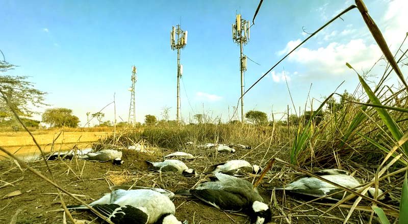 5G or something else Deaths of myna birds in Nalanda spark panic 1