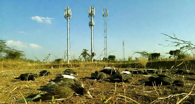 5G or something else Deaths of myna birds in Nalanda spark panic 2