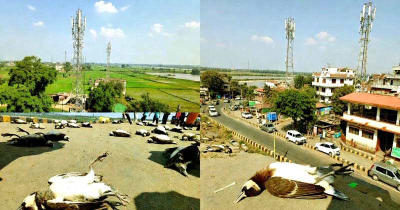 5G or something else Deaths of myna birds in Nalanda spark panic 3