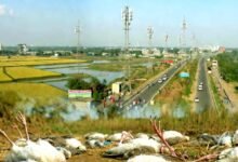 5G or something else Deaths of myna birds in Nalanda spark panic 4