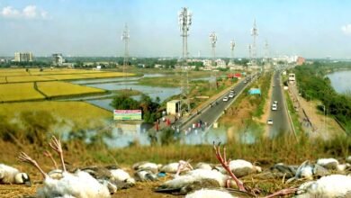 5G or something else Deaths of myna birds in Nalanda spark panic 4