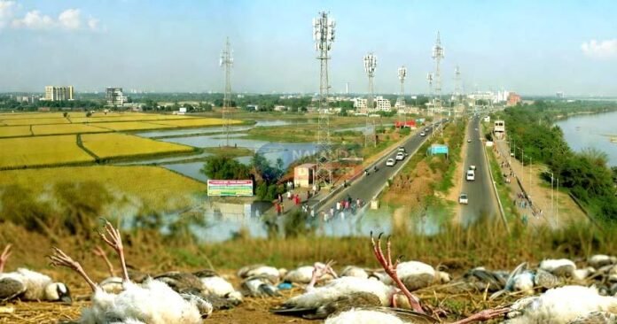 5G या कुछ और? नालंदा में मैना पक्षियों की मौतों से लोगों में दहशत 5G या कुछ और? नालंदा में मैना पक्षियों की मौतों से लोगों में दहशत