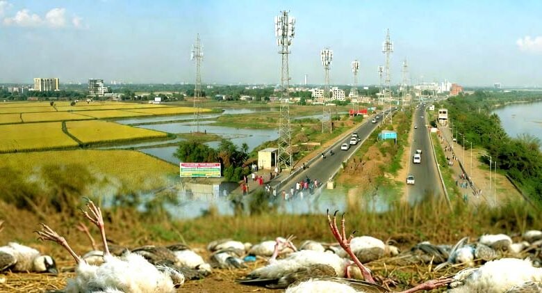 5G or something else Deaths of myna birds in Nalanda spark panic 4