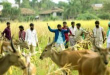 Nilgai terror Wild animals are destroying farmers crops 2