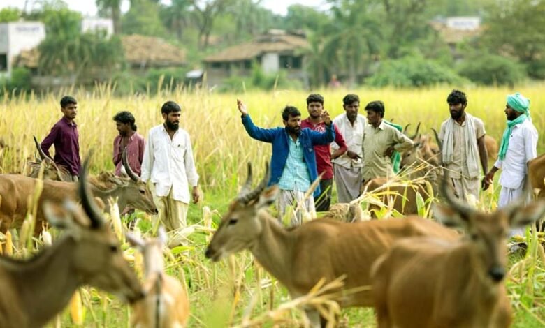 Nilgai terror Wild animals are destroying farmers crops 2