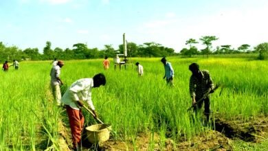 Now lemongrass cultivation will change the fortunes of farmers in Nalanda